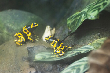 pair of Yellow-banded poison dart frog (Dendrobates leucomelas) on tropical leaves