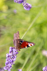 Purple lavender flowers. Flower in the field. Nature background. Grow a fragrant plant in the garden. Summer flower honey plant. Butterfly insect.