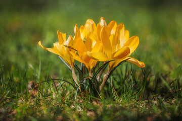 Spring, Saffron, crocus - a genus of plants from the Iridaceae family. It includes about 250...