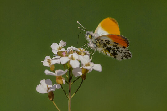 The Anthocharis cardamines butterfly is a species of diurnal butterfly from the Pieridae family. Easy to recognize, Gdansk, Poland, Pomeranian Voivodeship