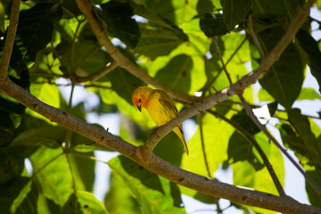 Sicale bouton-d'or Sicalis flaveola