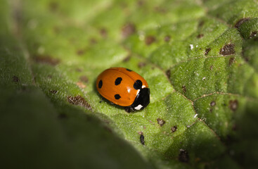 Coccinelle Coccinella septempunctata