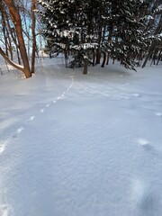 早朝の雪の世界