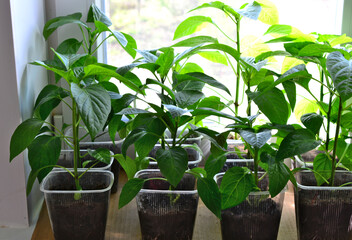 several pepper plants are lined up on a window sill