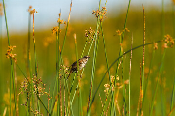 Song sparrow on grass