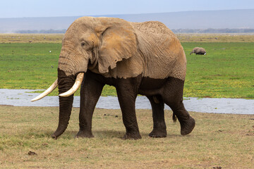 A male African elephant, still wet from traversing a river in Amboseli National Park, Kenya