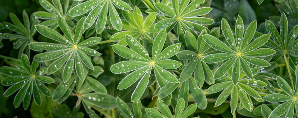 Lupin plants and leaf with drops of water