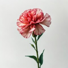 flowers on a white background