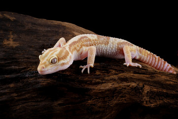 leopard gecko lizard on wood , eublepharis macularius