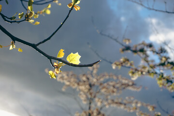 Low angle view of flowering leaves against the sky