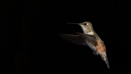 Fototapeta premium A male Rufous hummingbird hovers in the air in front of a black background showing the characteristic red and green feathers of the species.