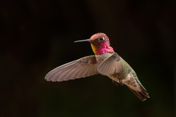 Obraz premium An adult male Anna's hummingbird hovers in the air in front of a dark background with it's metallic iridescent feathers glowing in the soft light. 