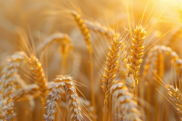 Naklejka premium A field of golden wheat with the sun shining on it
