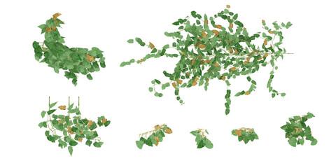 3D illustration of hanging plants on transparent backgroundor,for illustration,top view