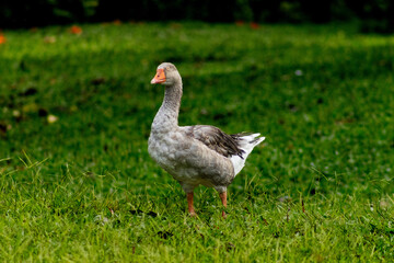 Obraz premium Happy duck walking on the lawn
