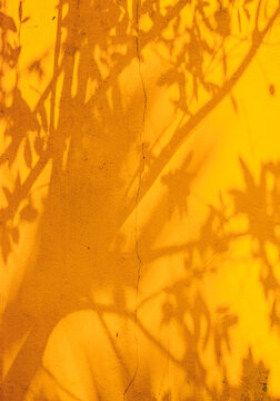 Shadows of the leaves and branches on the yellow lighted wall.