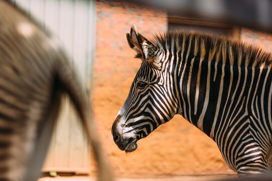 Zebra's Gaze Beyond the Foreground