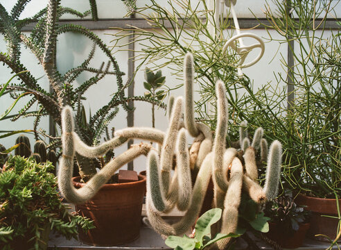 Greenhouse Glory