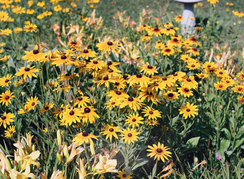 Rudbeckia in the Sunshine
