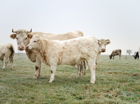 A herd of cows are grazing in a field