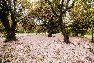 Cherry Blossom and Petal Carpet