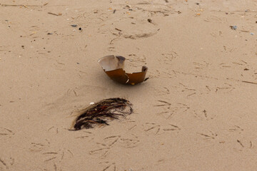This cracked piece of horseshoe crab shell lay on its back in the sand. The dark brown hard body...