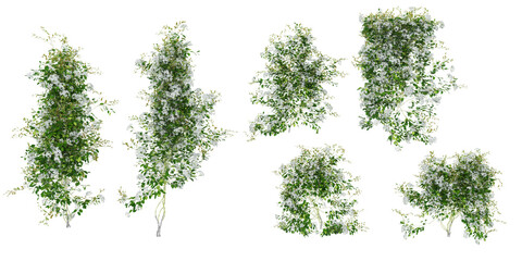 creeper plants with transparent background, 3d rendering