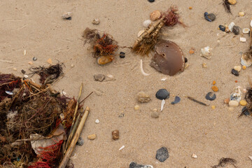 Image of all the sea debris brought in by the tide of the ocean. It is all scattered all around the...