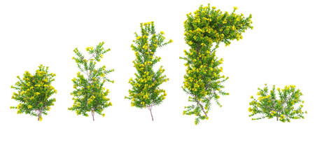 Cut out flower plants nature gardening backgrounds 3d rendering © Saifstock