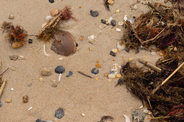 Image of all the sea debris brought in by the tide of the ocean. It is all scattered all around the...
