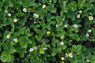 A field of blooming strawberries
