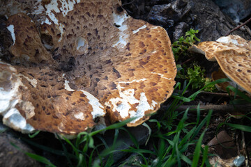 A large flat brown mushroom close-up near a tree stump