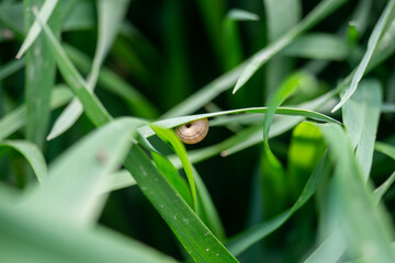 A small snail on a leaf of grass. A small snail clung to a broad blade of grass