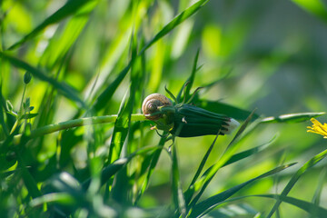 A small snail on a flower stem. A small snail clung to the stem of a flower