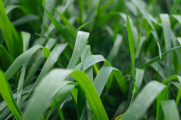 Green grass with broad leaves background close-up