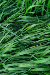 Green grass with broad leaves background close-up