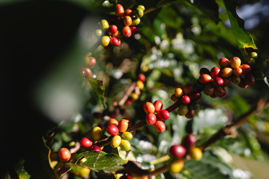 Close up image of a coffee plant