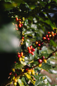 coffee plant with fruits