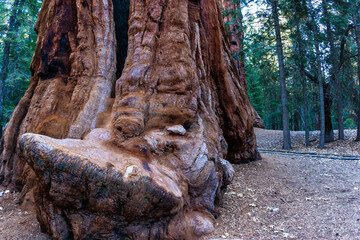 Giant Sequoia trees (Sequoiadendron giganteum) in Sequoia National Park, California, USA