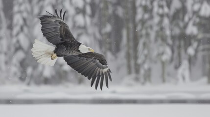 Fototapeta premium A bald eagle flies above a forest, its reflection shimmering on the snow-dusted ground beneath Surrounding trees are blanketed in snow, their branches reaching out against a