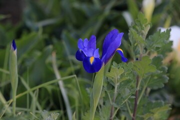 春の花壇に紫が際立つあやめ