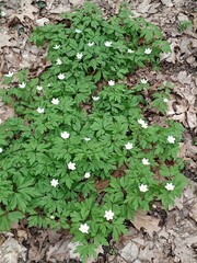 leaves in the garden