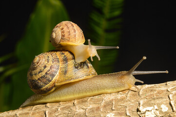 snail on a leaf 

