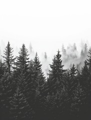 Dense Forest Landscape in Black and White