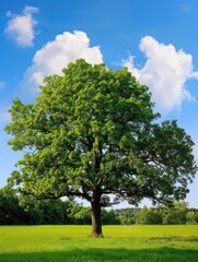 Obraz premium big oak tree head-up background