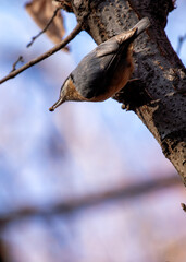 Eurasian Nuthatch (Sitta europaea) - Prague's Acrobatic Climber