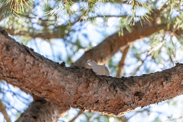 Collared Dove (Streptopelia decaocto) - Graceful cooer in Dublin's Parks