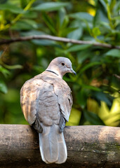 Collared Dove (Streptopelia decaocto) - Graceful cooer in Dublin's Parks