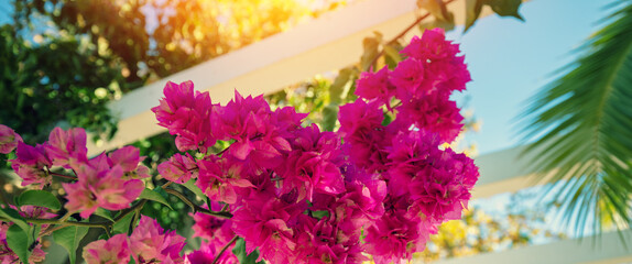 Bougainvillea flowers in the park on a summer sunny day