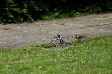White wagtail (Motacilla alba) sitting on a stone path in Zurich, Switzerland